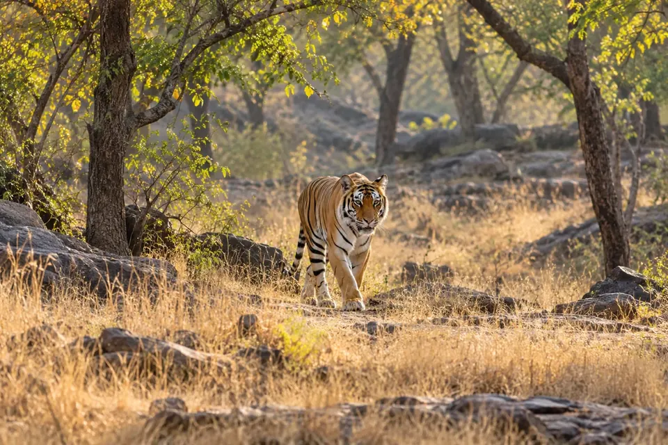 Ranthambore wildlife destination illustration