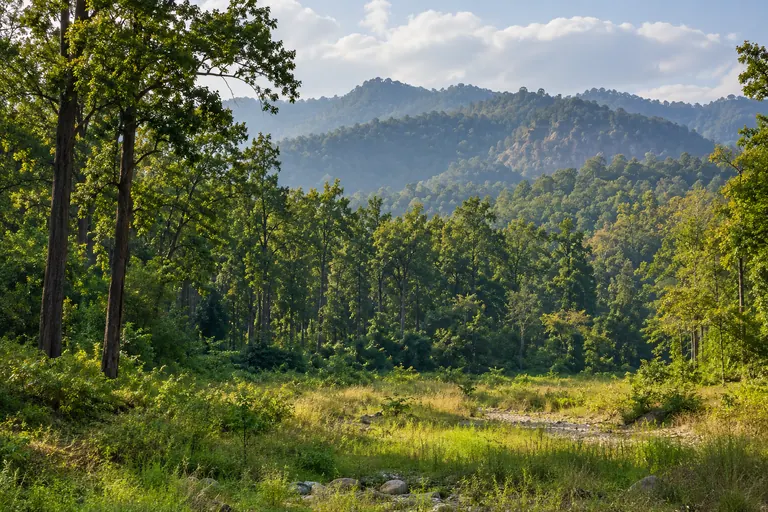 Shivalik forest nature outing illustration
