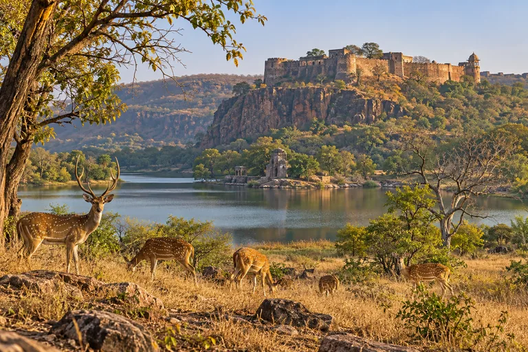 Ranthambore travel illustration
